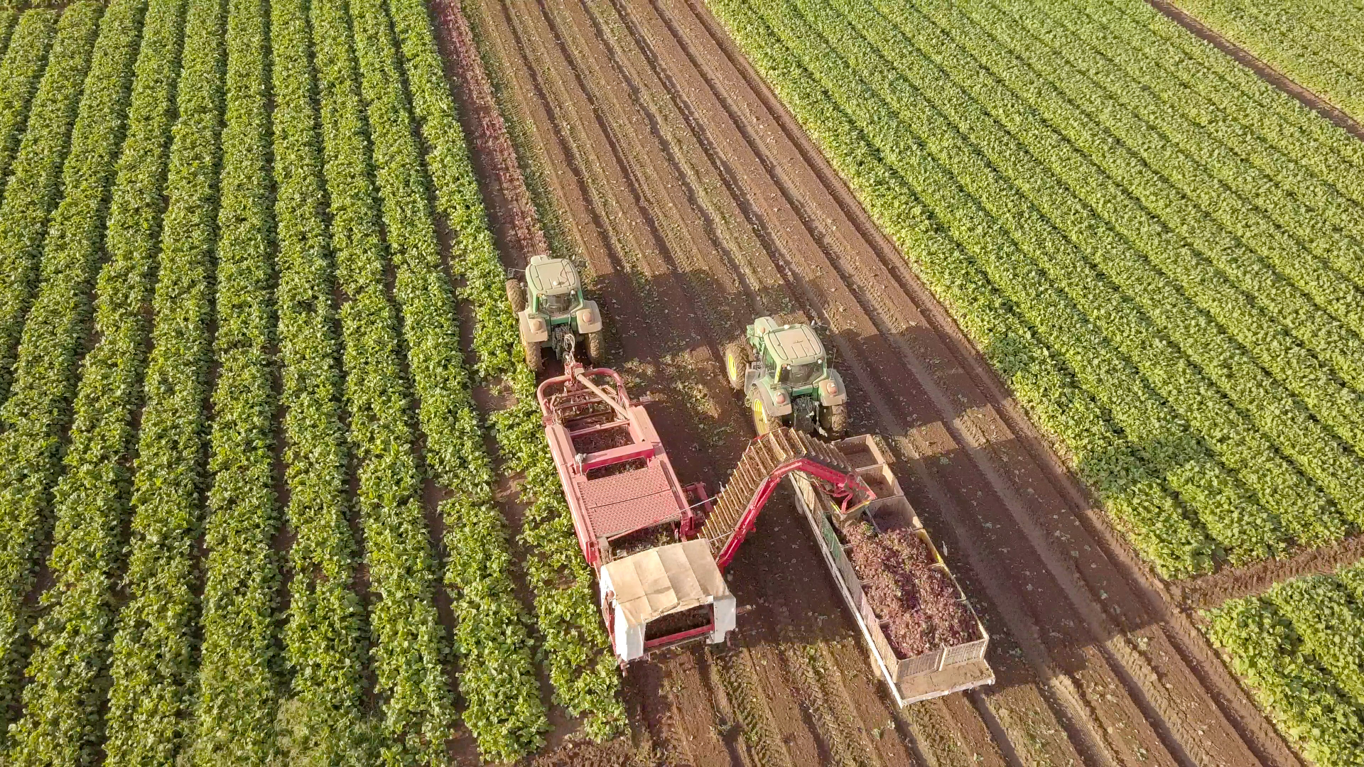 Les coopératives agricoles  à l’heure des transitions