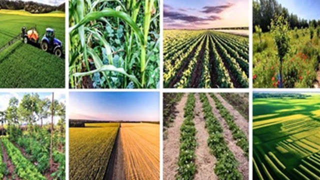 Pouvons-nous à la fois atteindre la sécurité alimentaire et assumer la transition agro climatique ?