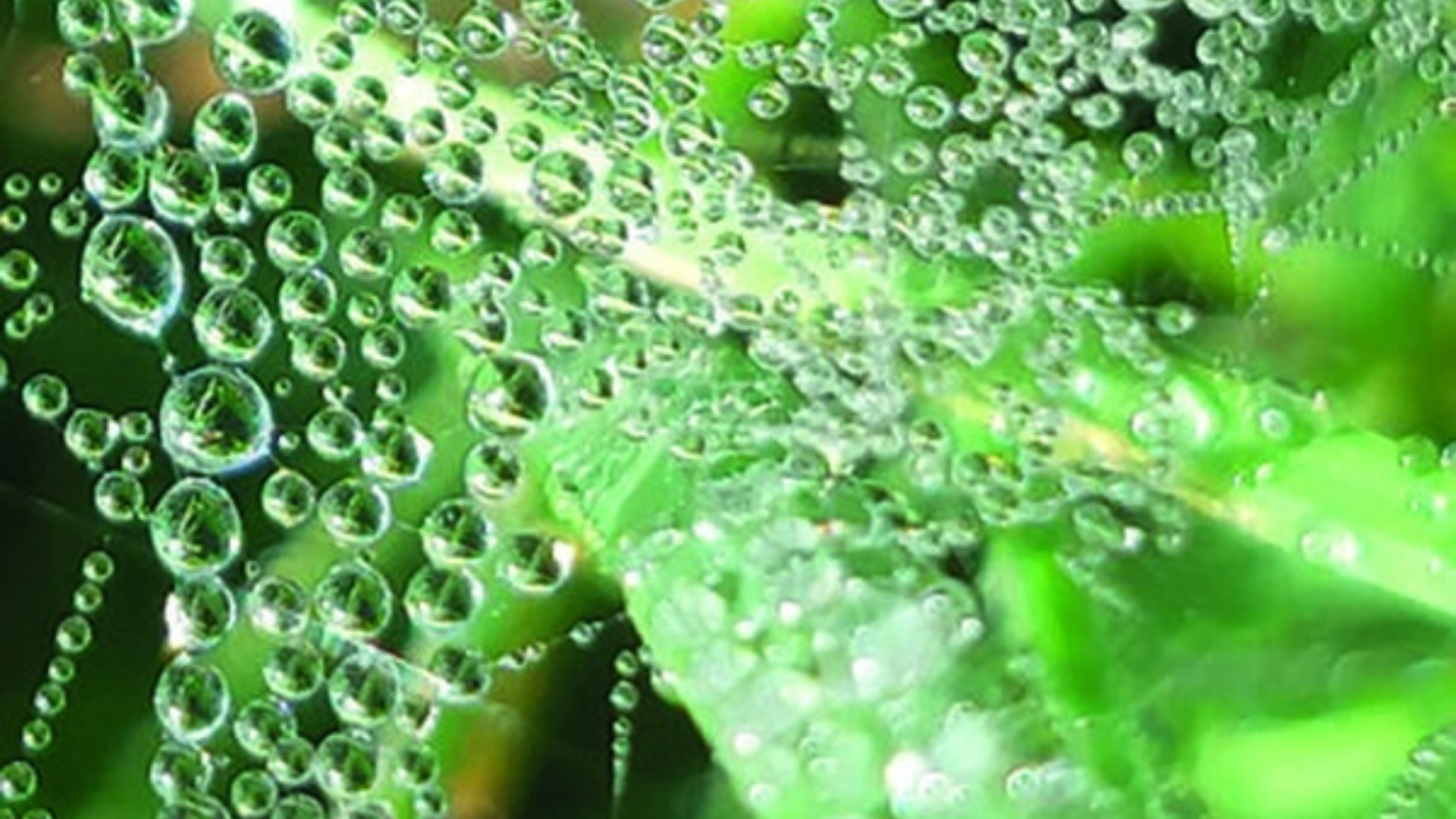 [Émile Magazine] Caroline Giraud, Maillon nu (2025)