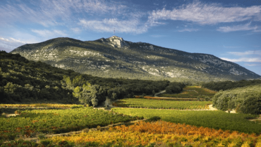 Dégustation commentée "Les Terrasses du Larzac"