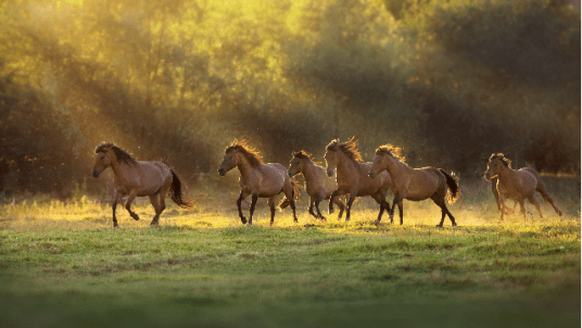 Rencontre avec le Club Équitation !
