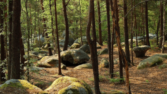 Randonnée dans la forêt de Fontainebleau