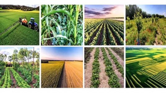 Pouvons-nous à la fois  atteindre la sécurité alimentaire  et assumer la transition agro climatique ?
