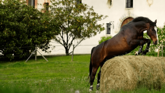 Expérience Chuchoteurs au Haras Ethologique de La Cense